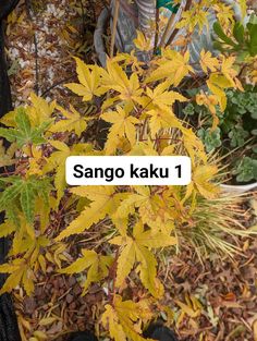 a sign that says sanggo kaku on it in front of some plants and leaves