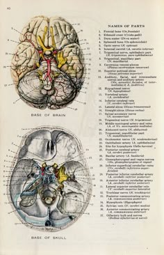 an old book with two diagrams of the human brain