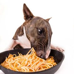 a brown and white dog eating spaghetti out of a black bowl on a white background