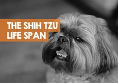 the shih tzu life span is on display in this black and white photo