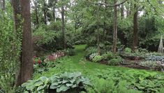 a lush green forest filled with lots of trees and flowers next to a park bench