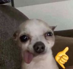 🫶 Sticking Tongue Out, Meme Twitter, Pet Corner, Chihuahua, Pet, Twitter