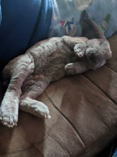 a cat laying on top of a brown couch