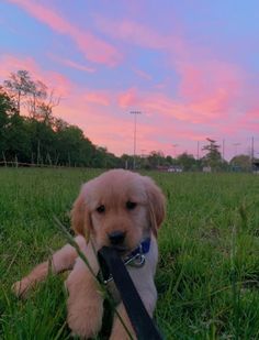 a puppy is sitting in the grass with a leash on it's neck and looking at the camera