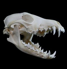 an animal skull with large teeth on a black background