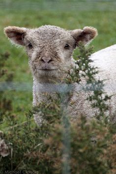 a baby sheep standing in the grass behind a wire fence and looking at the camera