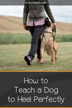 a woman walking her dog on a leash with the words how to teach a dog to heel perfectly