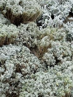 an image of snow covered bushes in the wintertime time with no leaves on them