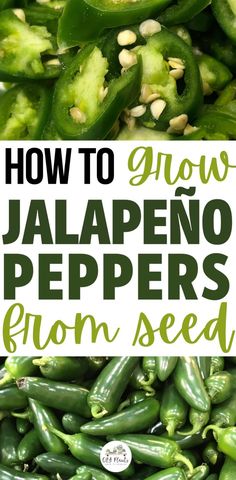 How to Grow Jalapeño Peppers from Seed Growing Green Peppers, Growing Jalapenos, Jalapeno Plant, Growing Hot Pepper, Jalapeño Peppers, Growing Peppers, Hot Pepper Seeds, Capsicum Annuum, Starting Seeds Indoors