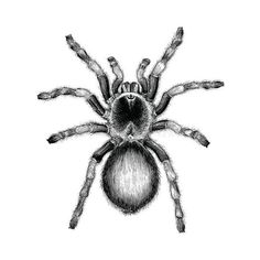 a drawing of a spider on a white background