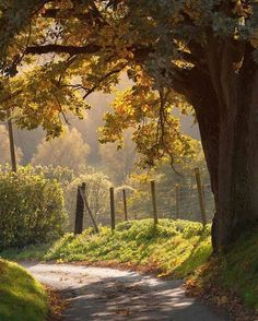 the road is surrounded by trees with yellow leaves and grass on both sides, leading to a fenced in area