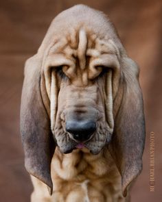 a close up of a dog looking at the camera