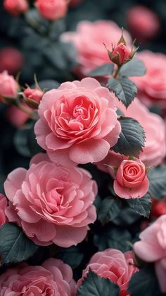 pink roses are blooming in the garden, and they look like they're coming out of the ground