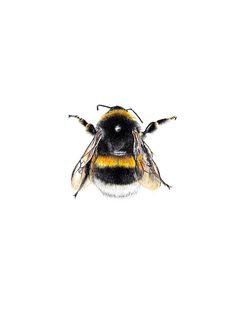 a painting of a bee on a white background