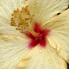 a yellow flower with red stamen and water droplets on it's petals in the sun