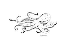 an ink drawing of an octopus