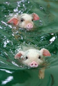 two small pigs swimming in the water