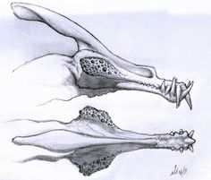 a pencil drawing of a woman's legs and her reflection in the water