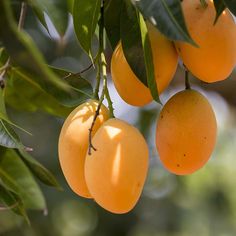 several oranges hanging from a tree with green leaves