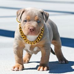 a puppy with a gold chain around its neck is standing on the ground and looking at the camera