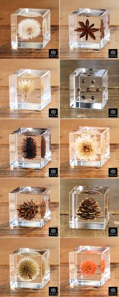 the different types and sizes of pine cones