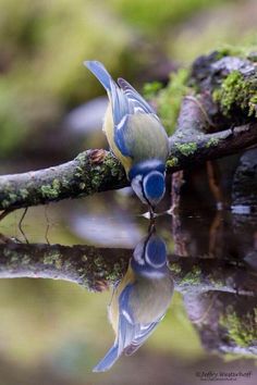 two blue and yellow birds sitting on top of a tree branch next to a body of water