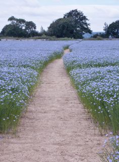 a dirt path leading through a field of blue flowers