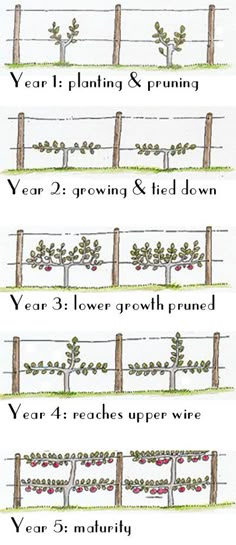 the four stages of growing an apple tree from seed to fruit, with instructions for planting and pruning