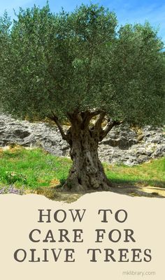 an olive tree with the words how to care for olive trees