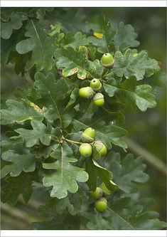 the leaves and fruit are growing on the tree