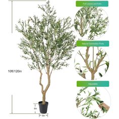 the different types of trees are shown in this diagram