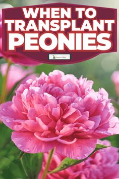 pink flowers with the words when to transplant peonies