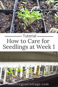 seedlings in trays with the words how to care for seedlings at week 1