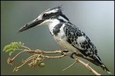 a black and white bird sitting on top of a tree branch