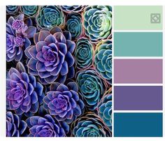 purple and blue succulents are featured in this color scheme