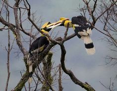 two birds are perched in the branches of a tree, one is biting another bird's beak