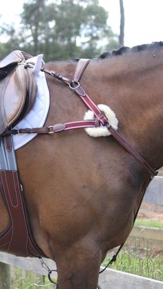 a close up of a horse wearing a bridle