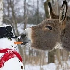 a donkey sticking its nose into a snowman