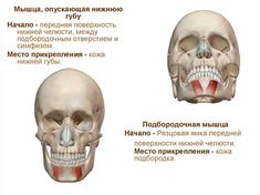 an image of a human skull with different facial expressions