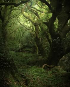 an image of a forest scene with trees and moss growing on the ground in the foreground