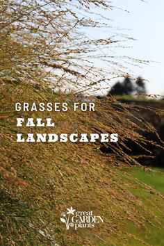 tall grass with the words grasses for fall landscapes