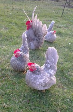 three chickens standing in the grass next to a wire fence