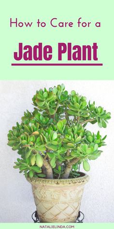 a potted plant with the words how to care for jade plant