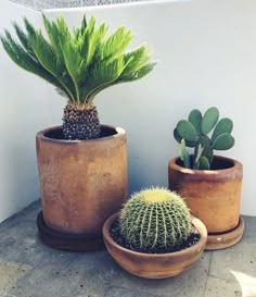 three potted plants sitting next to each other on top of a cement floor near a white wall