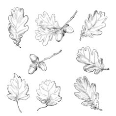 an ink drawing of leaves and acorns