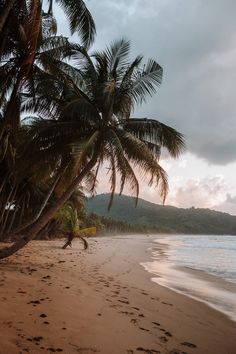 palm trees line the beach as the sun sets