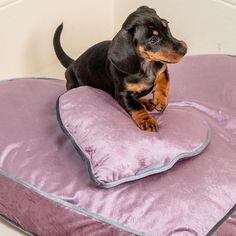 a small black and brown dog sitting on top of a purple pillow in a room