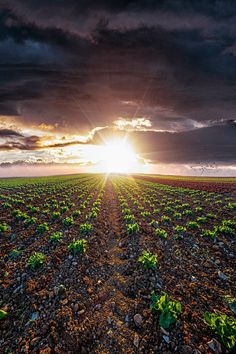 the sun is setting over an open field with plants growing in it and rocks on the ground