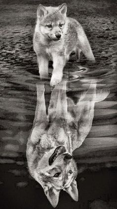 two wolfs are reflected in the water