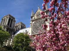 pink flowers are blooming in front of the cathedral